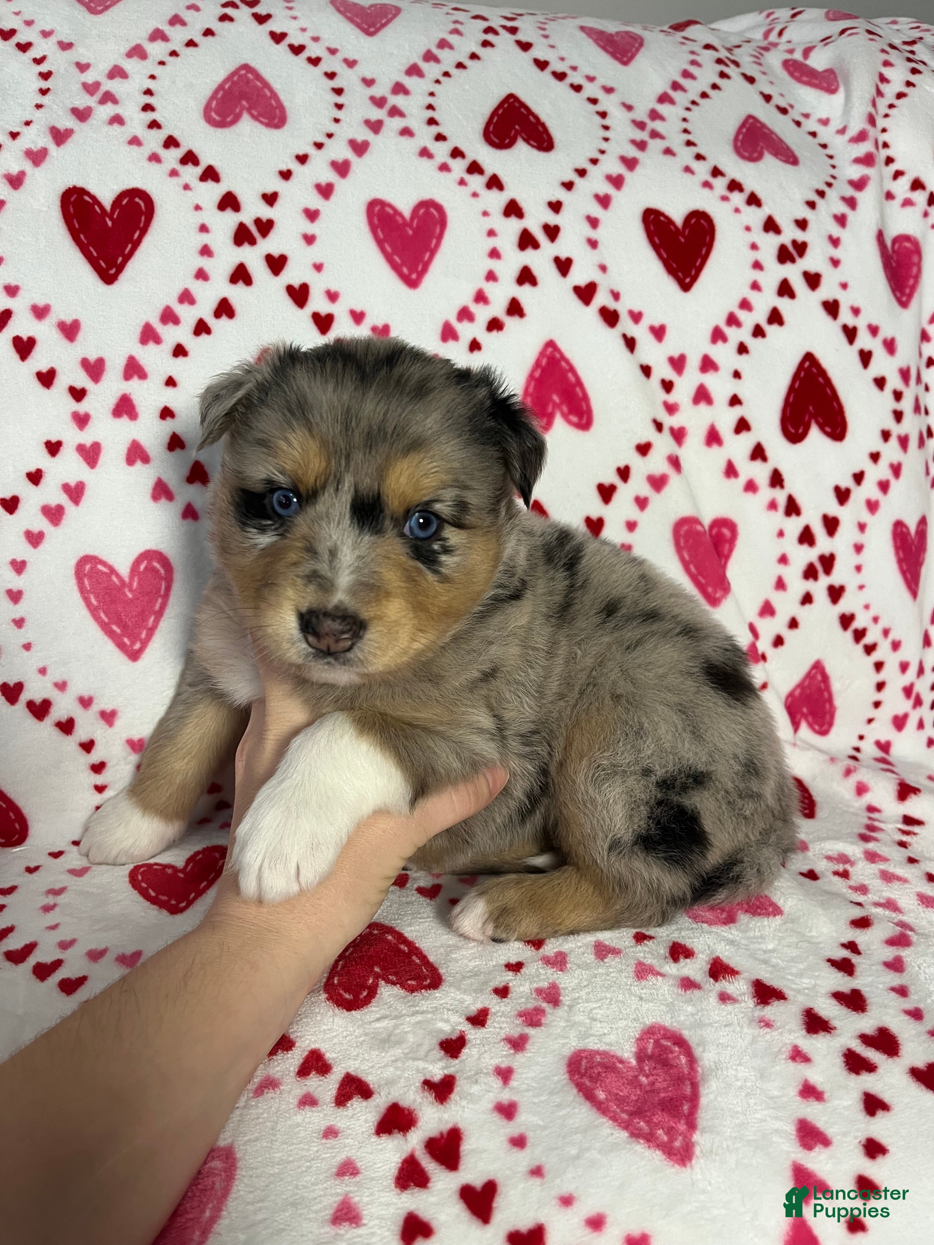 Australian Shepherd dogs Demi - Ad 16