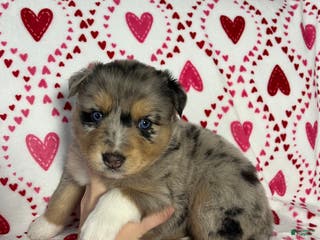 Australian Shepherd dogs Demi - Ad 37