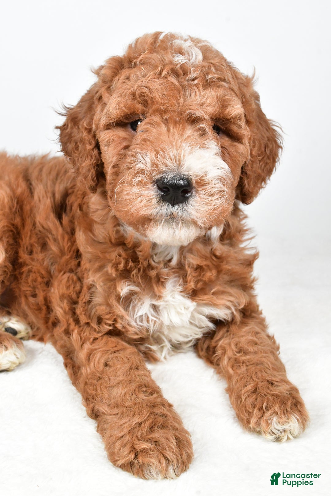 Labradoodle dogs for sale: Nikki - Ad 5