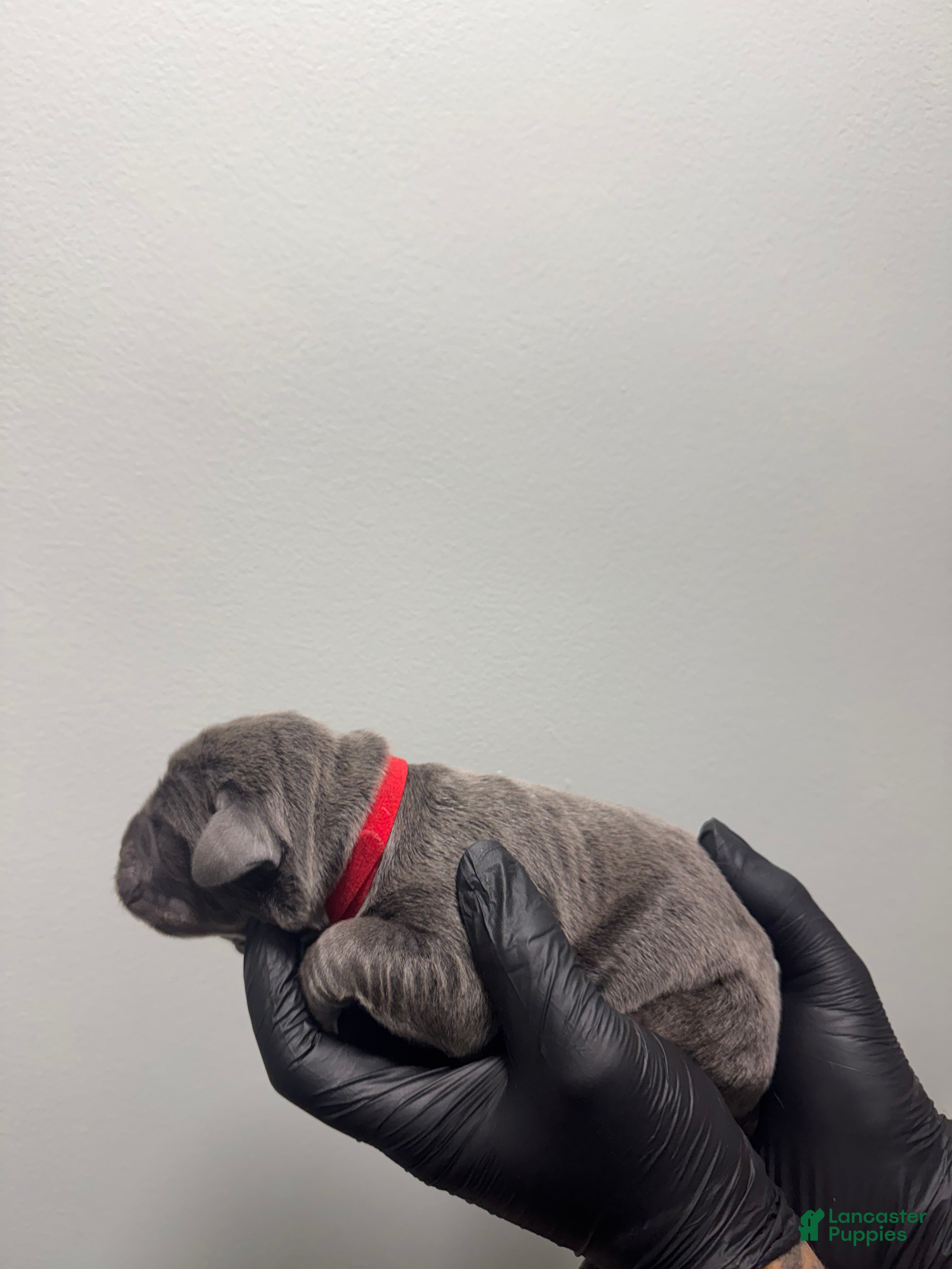 Cane Corso dogs Vince - Ad 17