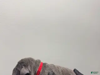 Cane Corso dogs Vince - Ad 17