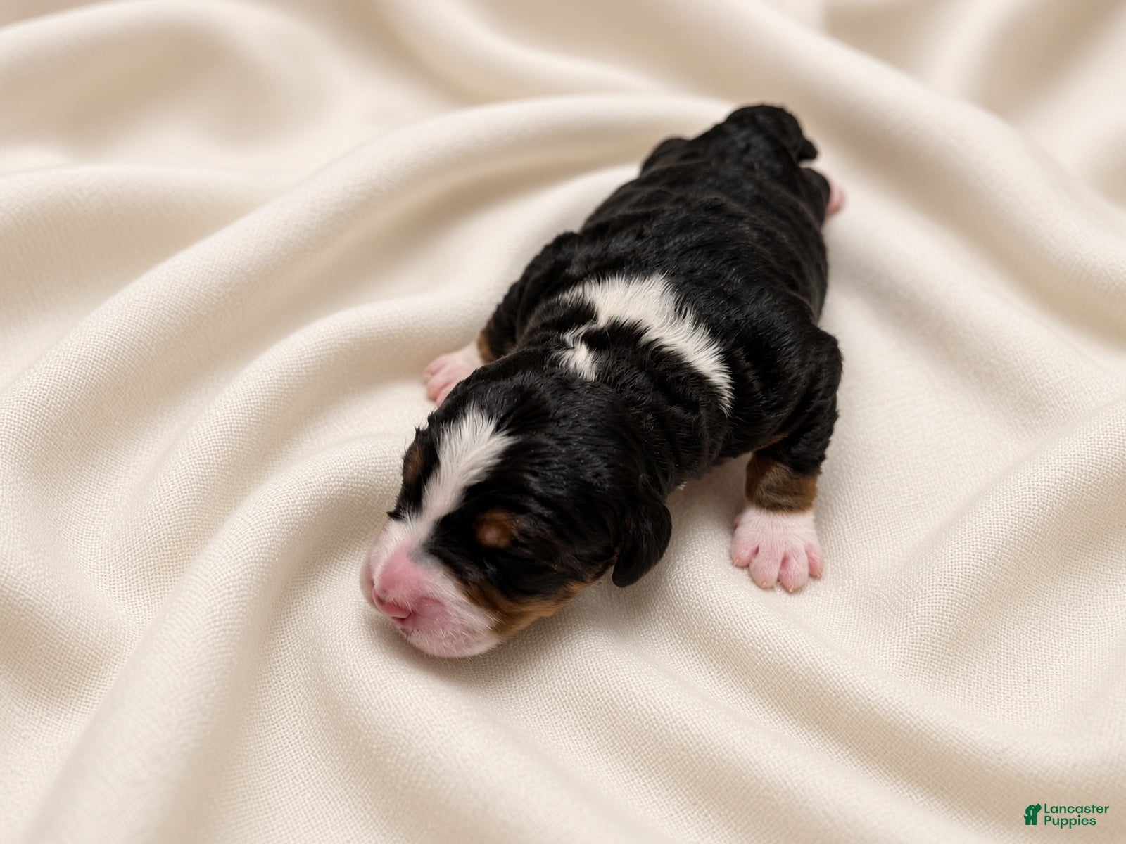 Bernedoodle dogs Clover - Ad 2