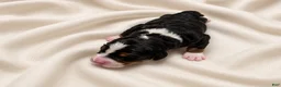 Bernedoodle dogs for sale: Clover - Ad 2