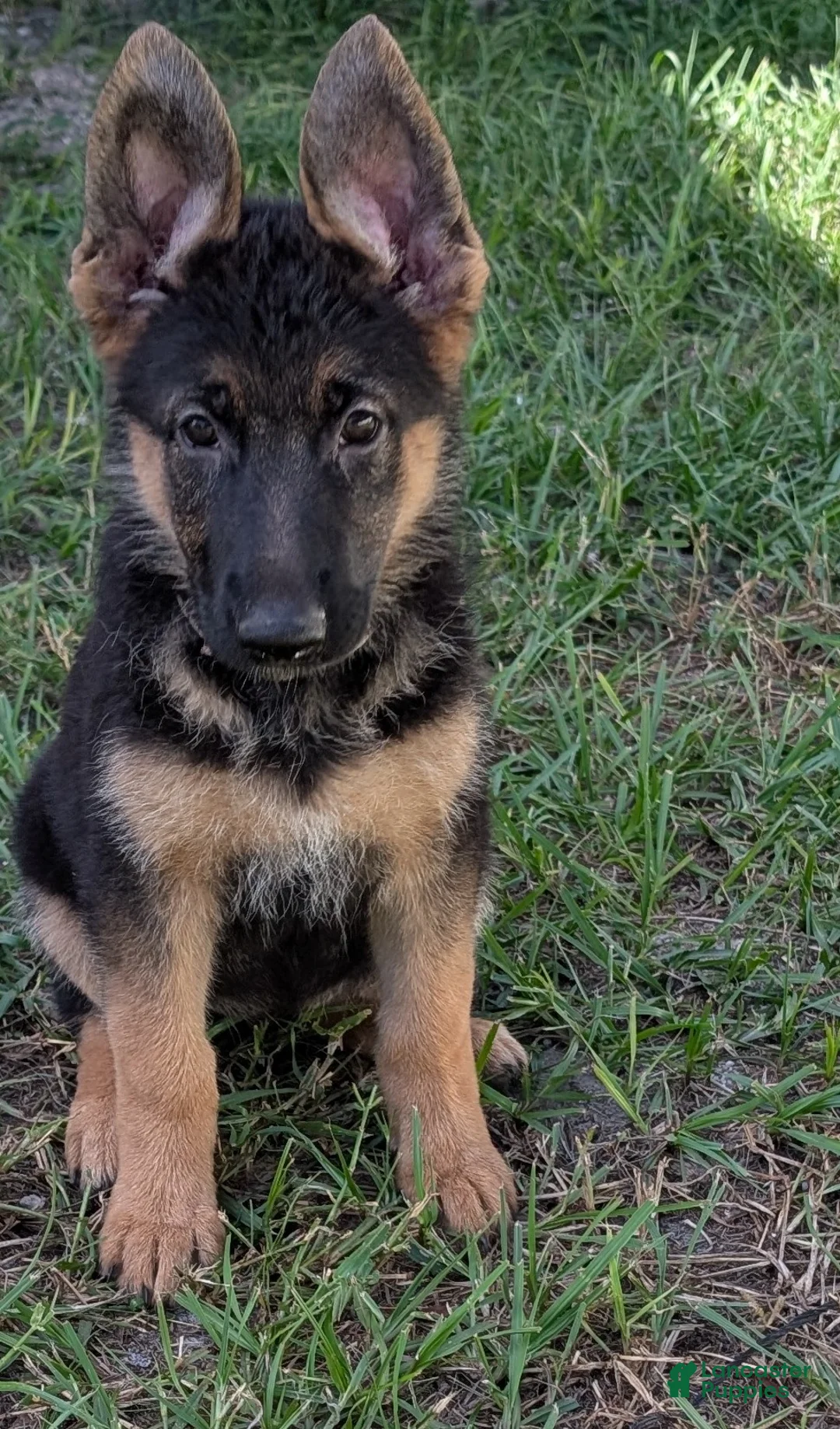 German Shepherd dogs for sale: Elsa - Ad 1