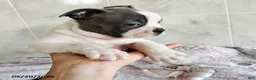 Boston Terrier dogs for sale: Robbie - Ad 3