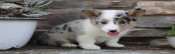 Welsh Corgi Pembroke dogs for sale: Daisy - Ad 3