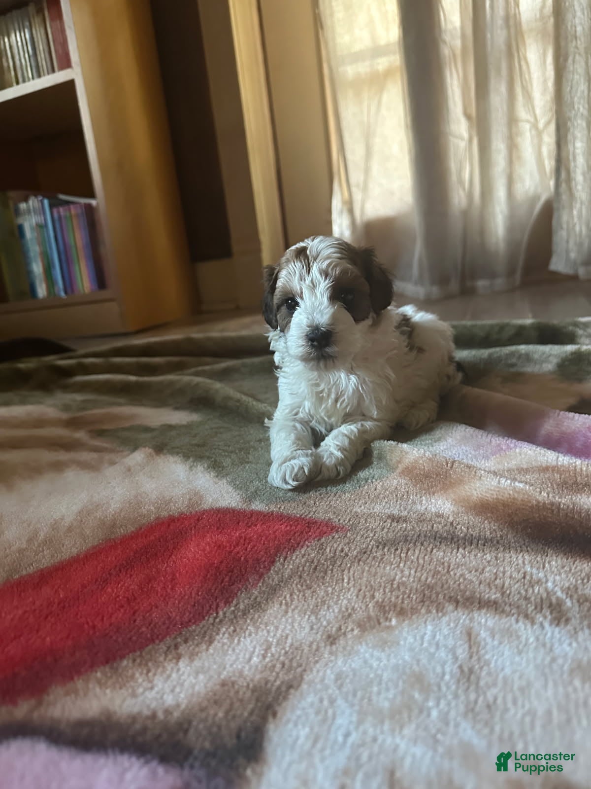 Mini Goldendoodle dogs River  - Ad 2