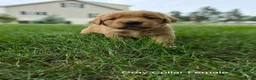 Golden Retriever dogs for sale: Lavender (Gray Collar) - Ad 1