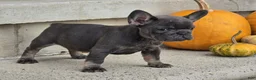 French Bulldog dogs for sale: French Bulldog 1 - Ad 4