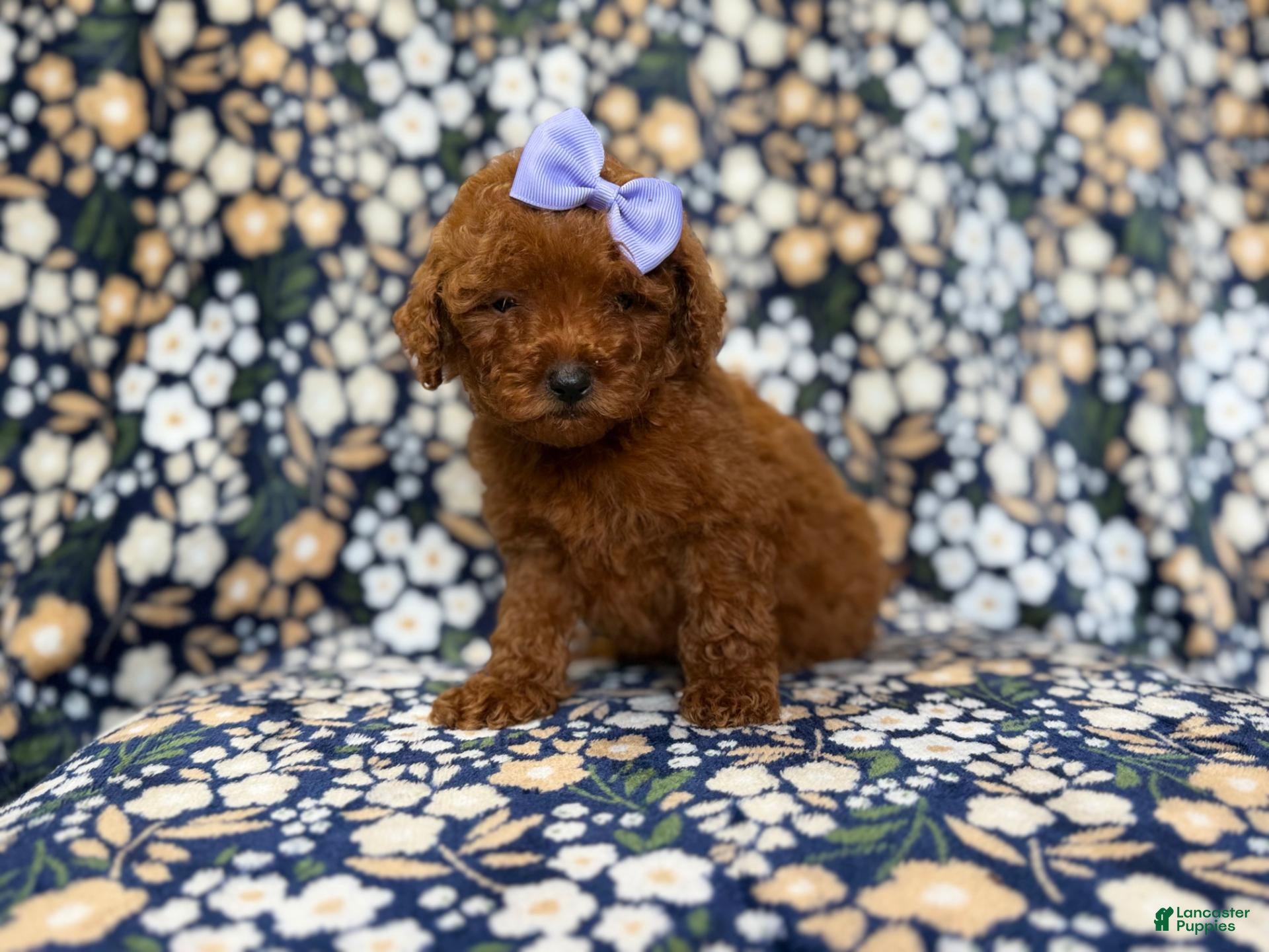 Mini Goldendoodle dogs Sasha - Ad 13