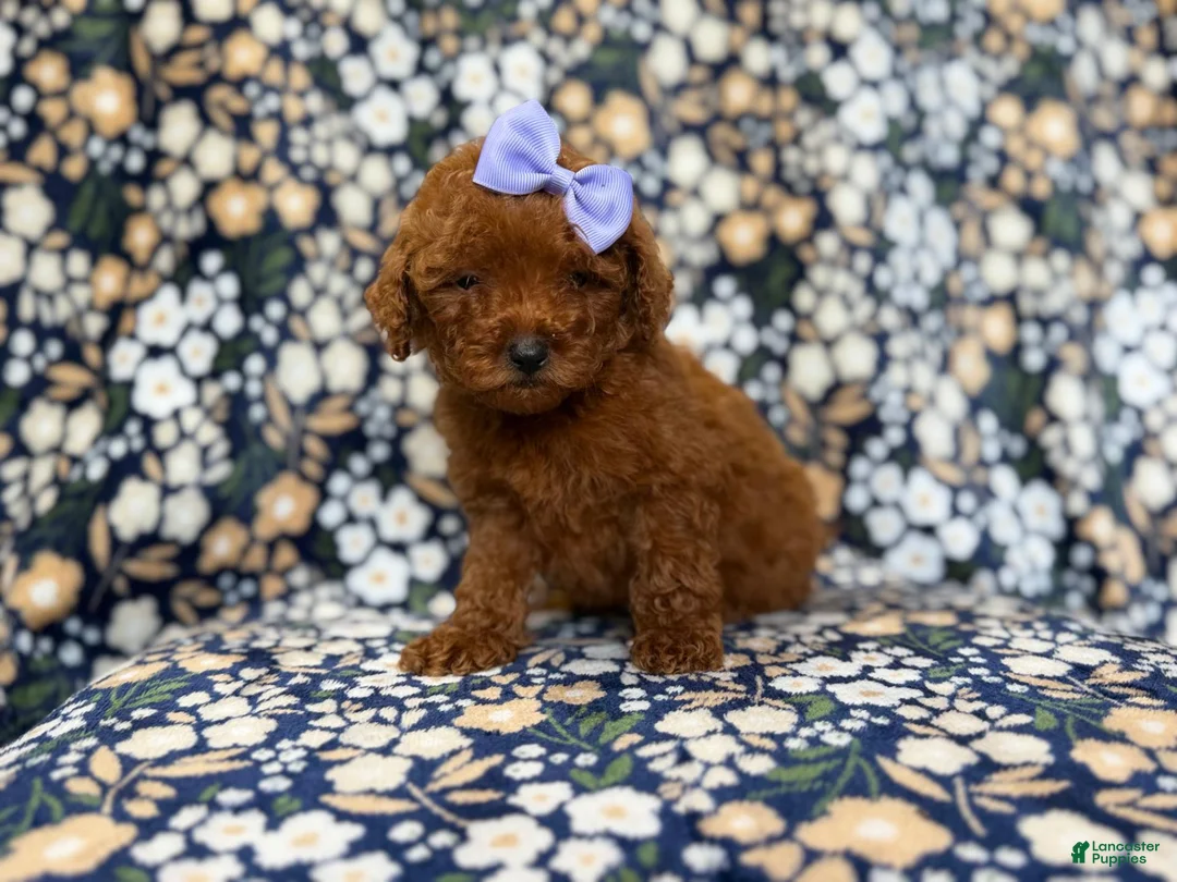 Mini Goldendoodle dogs for sale: Sasha - Ad 1