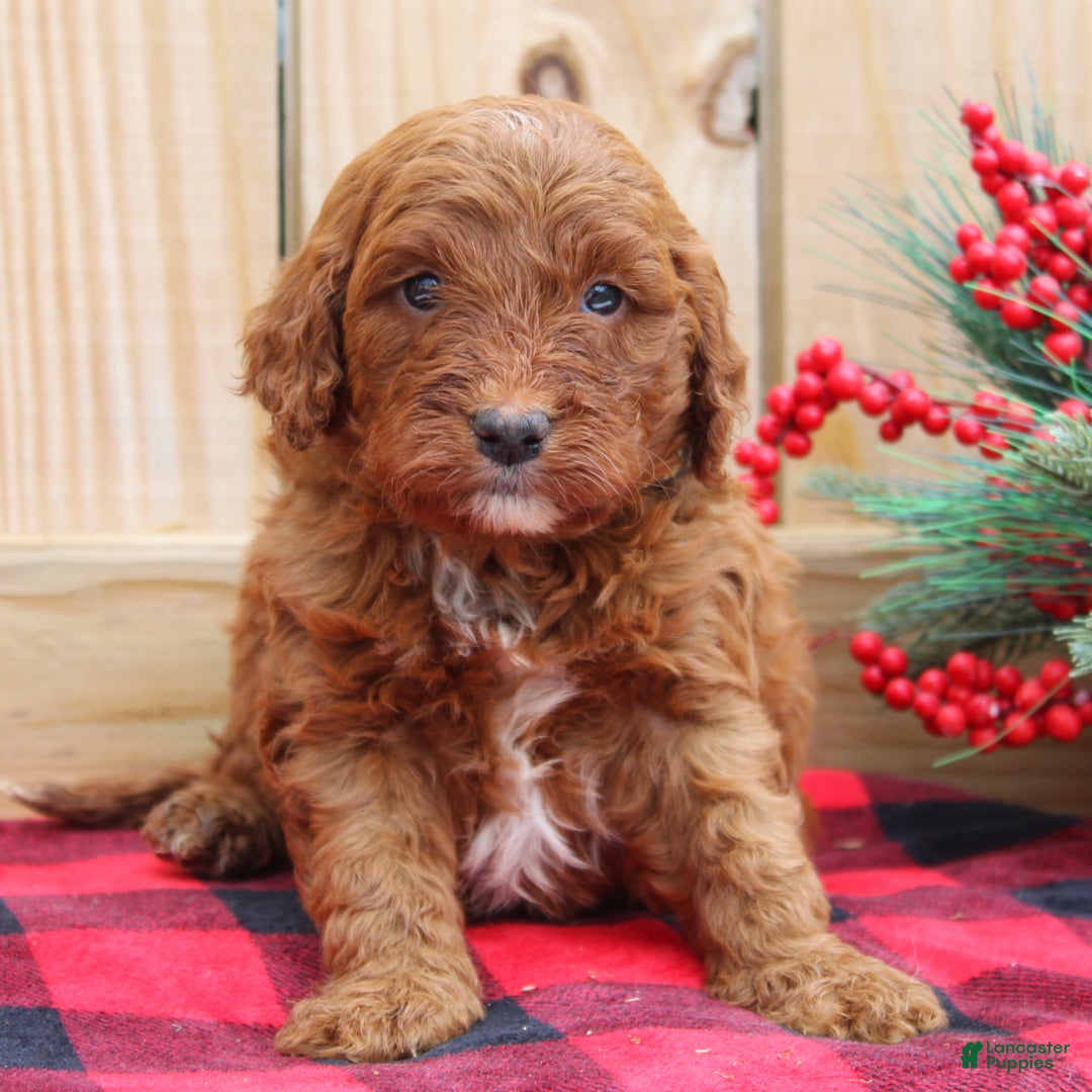 Irish Doodle dogs for sale: Tucker - Mini - Ad 1
