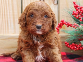 Irish Doodle dogs Tucker - Mini - Ad 1