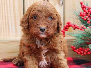 Irish Doodle dogs Tucker - Mini - Ad 3