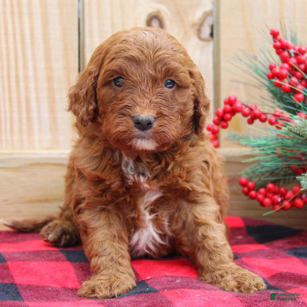 Irish Doodle dogs for sale: Tucker - Mini - Ad 3