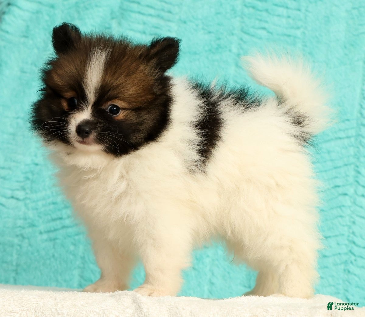Pomeranian dogs Michael - Ad 1