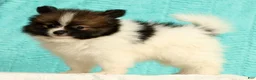 Pomeranian dogs for sale: Michael - Ad 1