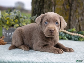 Labrador Retriever dogs - Ad 42