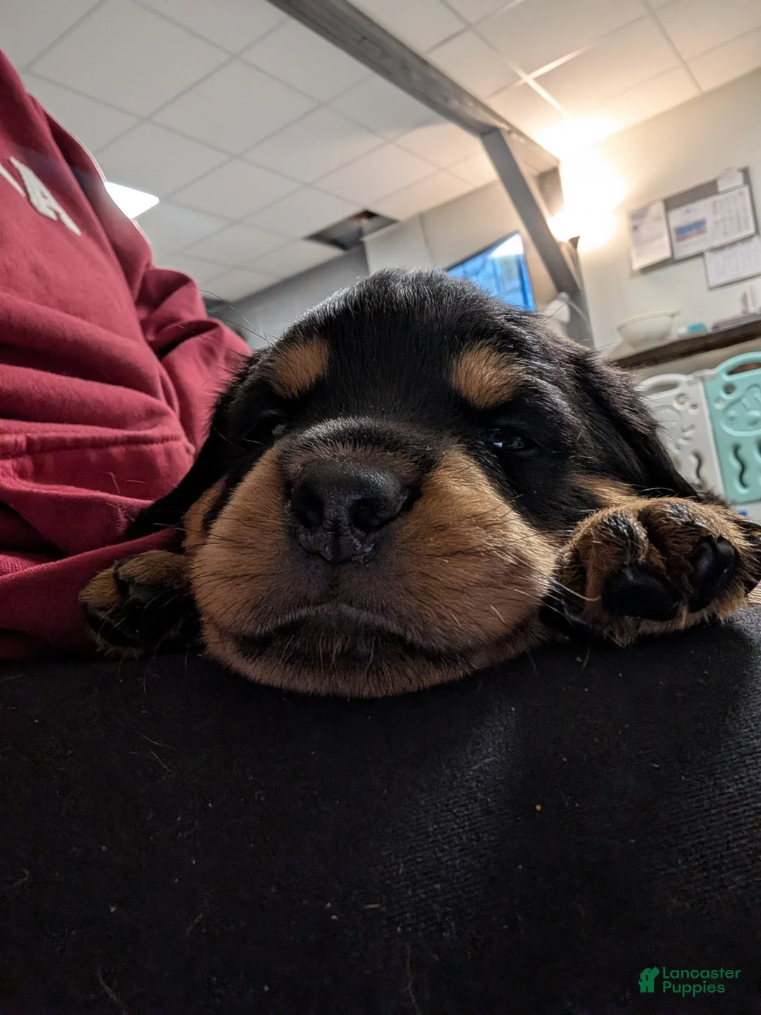 Rottweiler dogs for sale: Rottweiler Puppy 7 - Ad 4