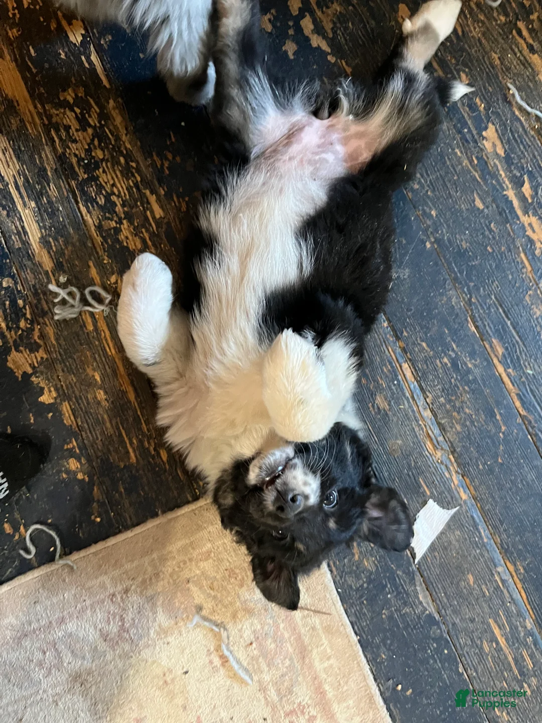 Mixed Breed dogs for sale: Eve - Ad 2