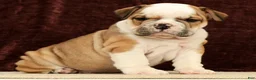 English Bulldog dogs for sale: Jasper - Ad 2