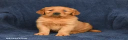 Golden Retriever dogs for sale: Cody - Ad 2