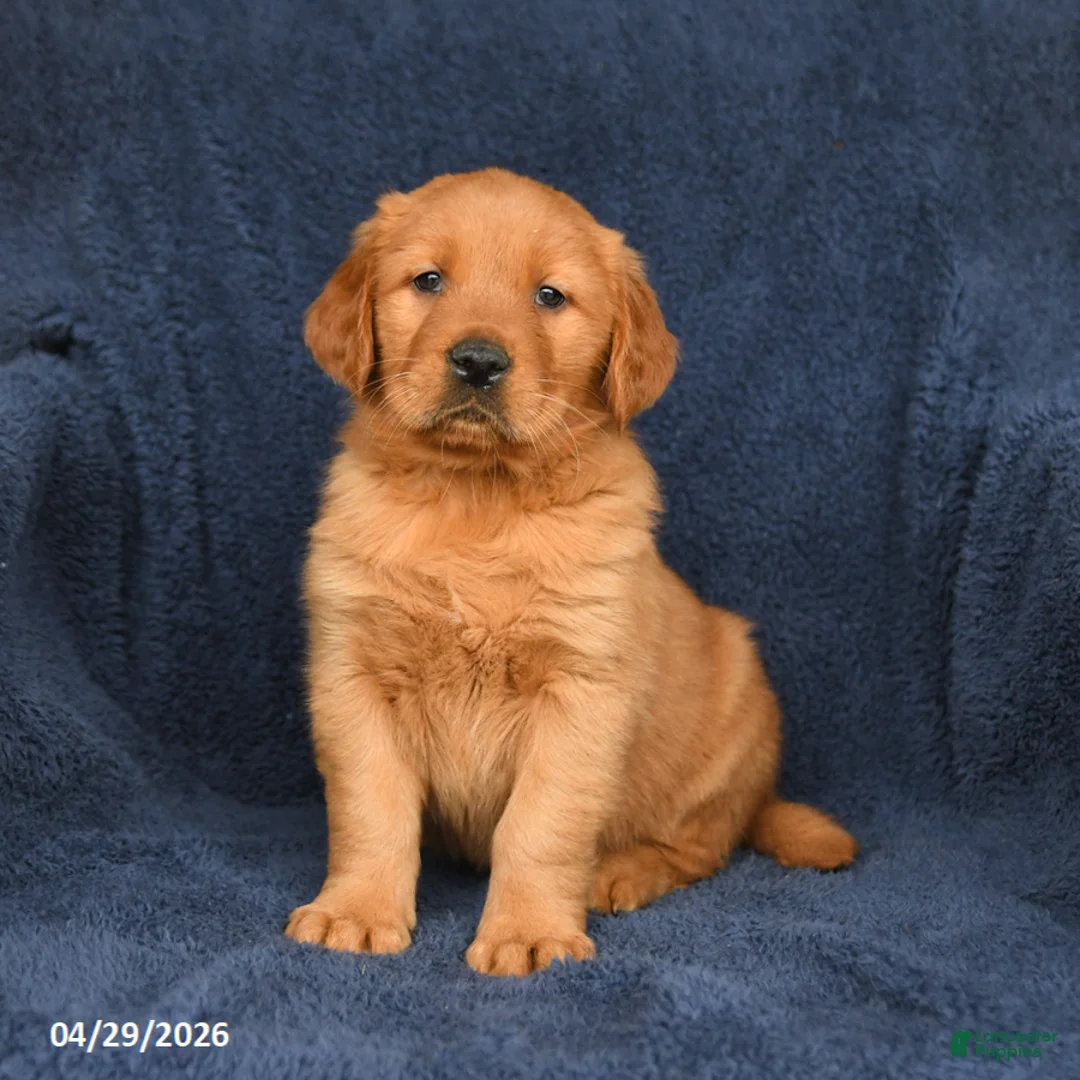 Golden Retriever dogs for sale: Cody - Ad 2