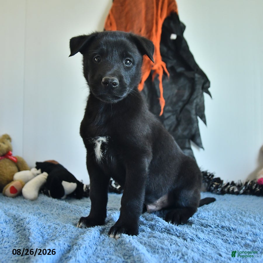 Belgian Malinois dogs Mooney - Ad 2