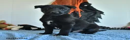 Belgian Malinois dogs for sale: Mooney - Ad 7