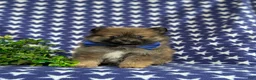 Pomeranian dogs for sale: Marco - Ad 4