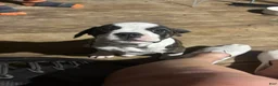 American Bully dogs for sale: Princess  - Ad 2