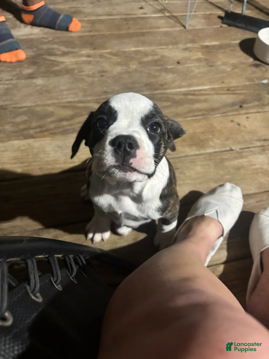 American Bully dogs for sale: Princess  - Ad 2