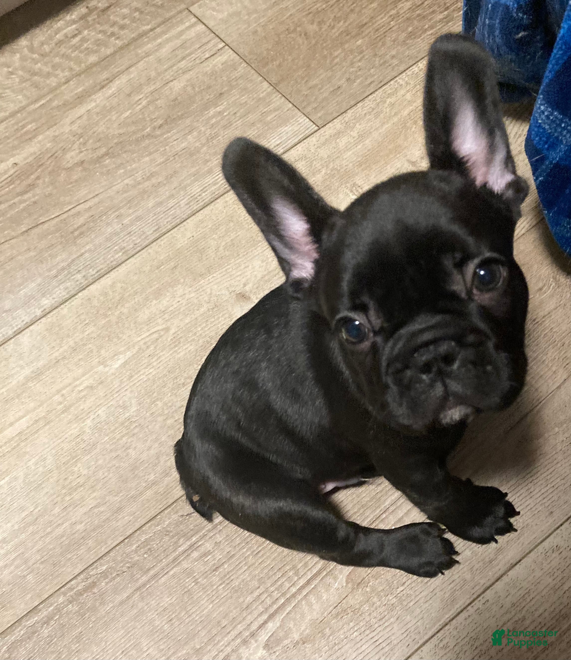 French Bulldog dogs Coal - Ad 34
