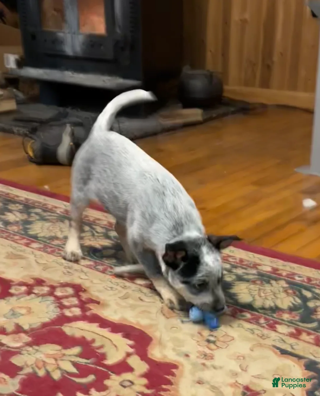 Australian Cattle Dog dogs for sale: Fancy - Ad 5