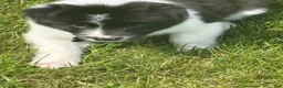 Border Collie dogs for sale: SMOKE  - Ad 3