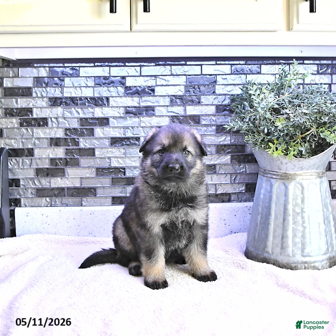 German Shepherd dogs for sale: Ember - Ad 2