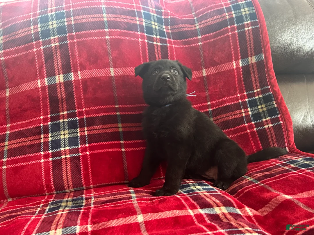 German Shepherd dogs for sale: Cody/Willow Light Blue - Ad 7