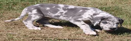 Great Dane dogs for sale: Shakira - Ad 9