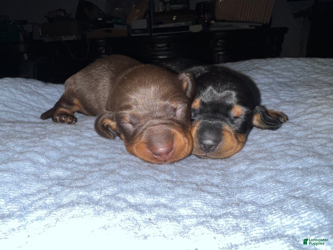 Miniature Dachshund dogs for sale: Smooth Russian girl both parents are champions  - Ad 4