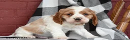 English Cocker Spaniel dogs for sale: Captain - Ad 3