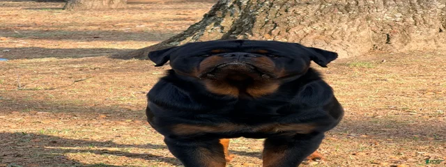 Oso
