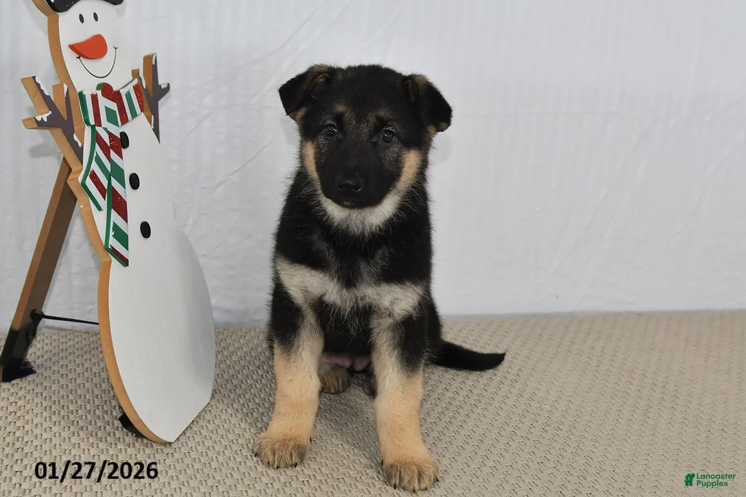 German Shepherd dogs for sale: Rain - Ad 2