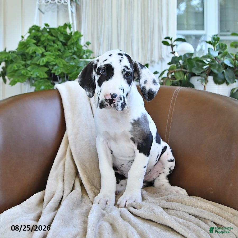 Great Dane dogs Bailey - Ad 1
