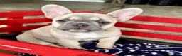 French Bulldog dogs for sale: Carlie - Ad 3