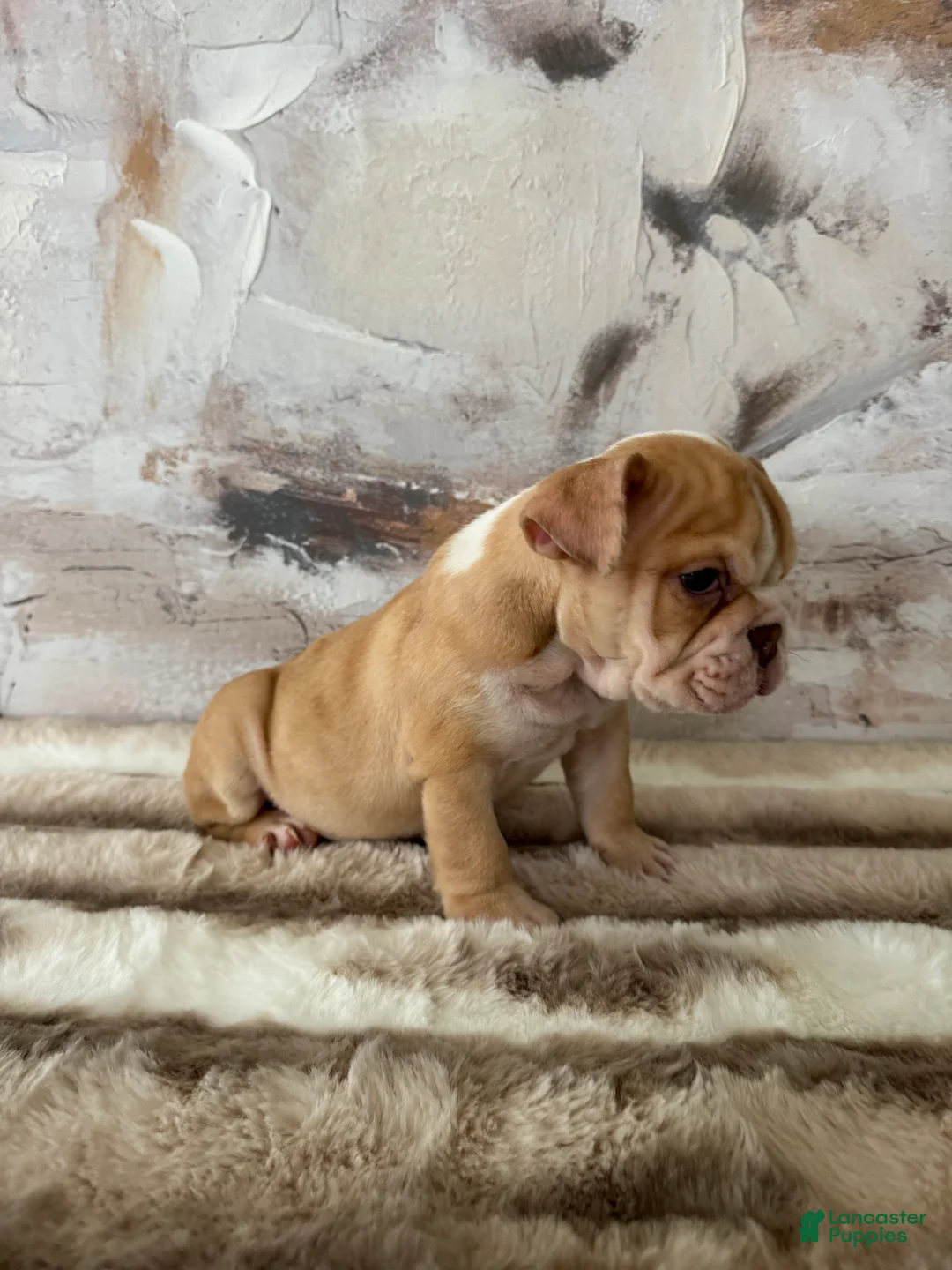 English Bulldog dogs for sale: Rudy - Ad 2
