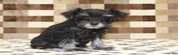 Miniature Schnauzer dogs for sale: Penny - Ad 4
