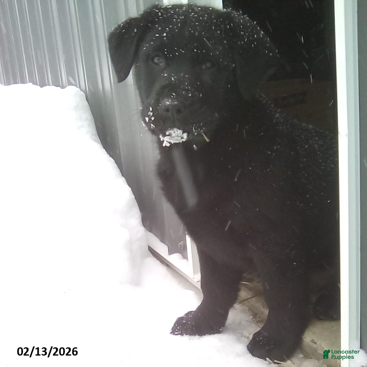 Mixed Breed dogs Oscar - Ad 36