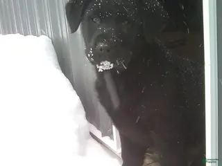 Mixed Breed dogs Oscar - Ad 36