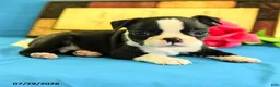 Boston Terrier dogs for sale: Zares - Ad 5