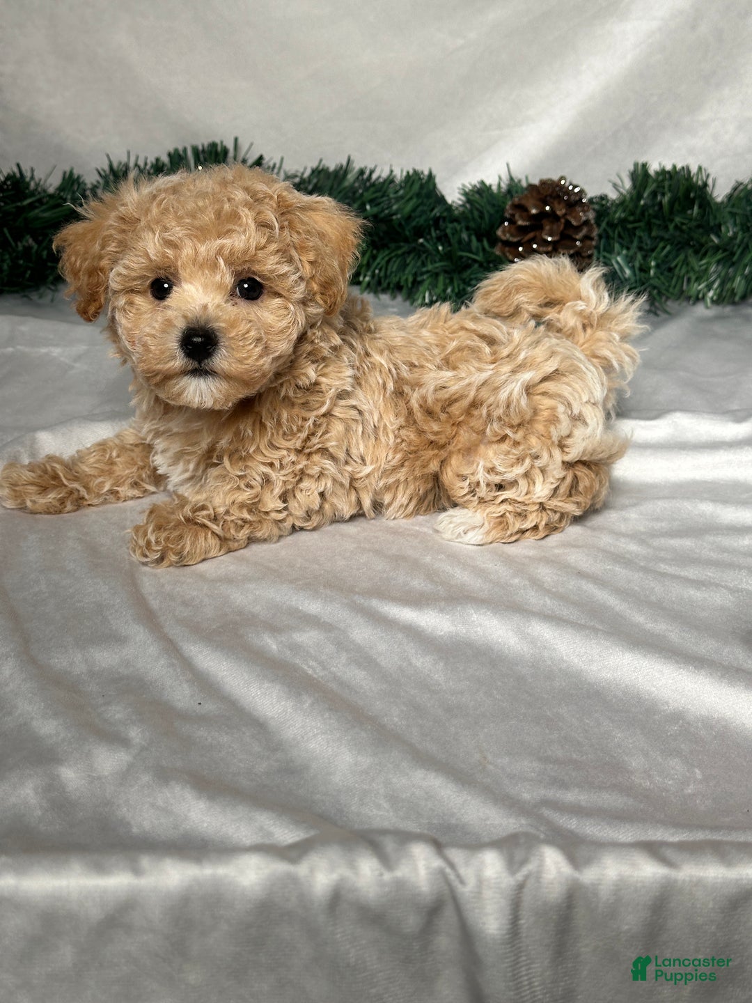 Bichpoo dogs for sale: Tommy - Ad 4